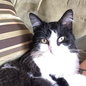 Meet your Posher, Bailey